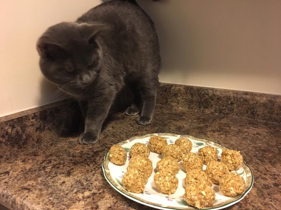 Miss Lainy's cat, Gatsby, certainly looks like he is going to eat those Tidd-Bits up!